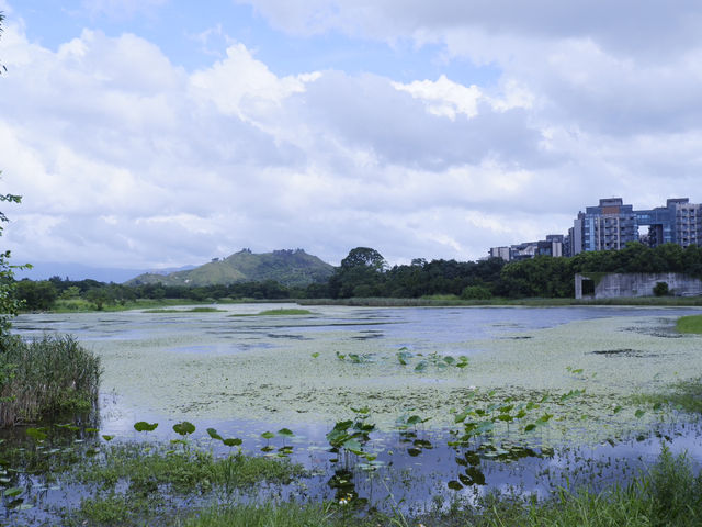 香港生態公園：米埔濕地