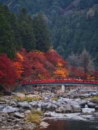 【紅葉特集】ここ無料⁉️満足度1000%🤩一生に一度は行きたい愛知の紅葉🍁