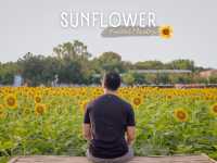 ไร่ทานตะวัน คีรีมันตรา (กาญจนบุรี) 🌻🌻🌻