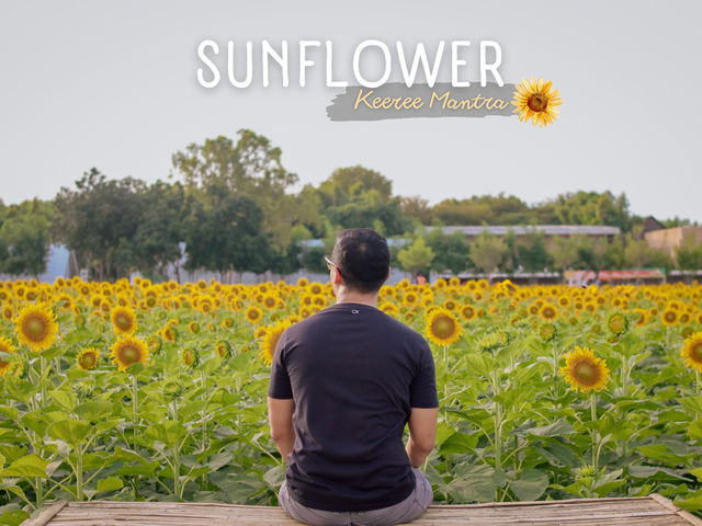ไร่ทานตะวัน คีรีมันตรา (กาญจนบุรี) 🌻🌻🌻