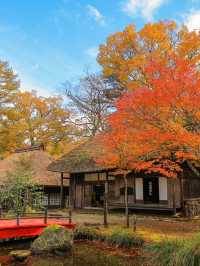 📍 【栃木】　平家の里の紅葉