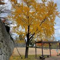 漢江市民公園：秋日奇緣 🍁🌳