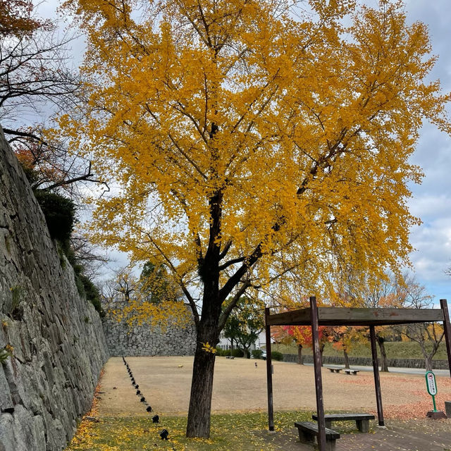 漢江市民公園：秋日奇緣 🍁🌳