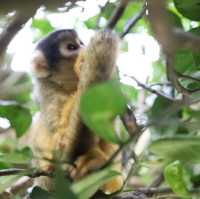 【沖縄・石垣島】動物好き必見！リスザル天国！