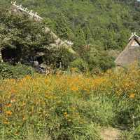 Miyama folk museum (Thatched-roof houses)