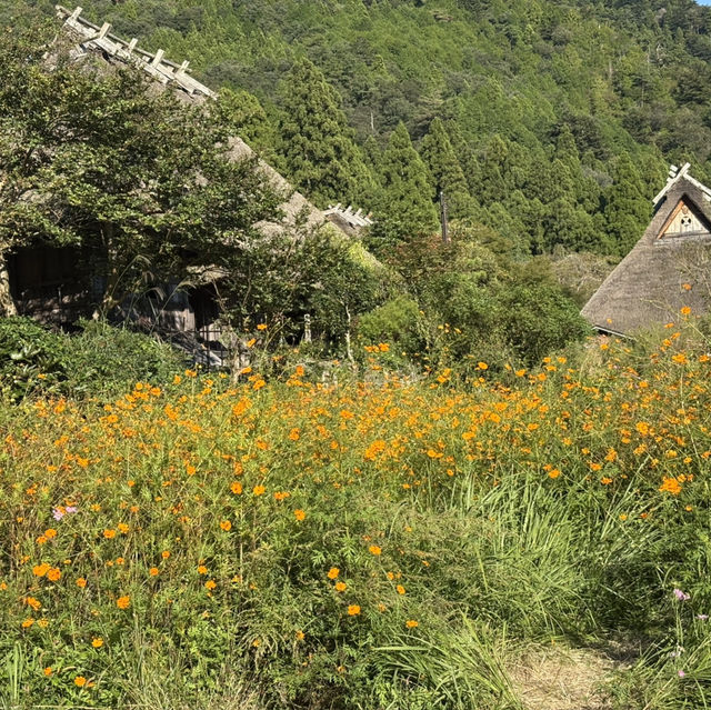 Miyama folk museum (Thatched-roof houses)