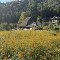 Miyama folk museum (Thatched-roof houses)
