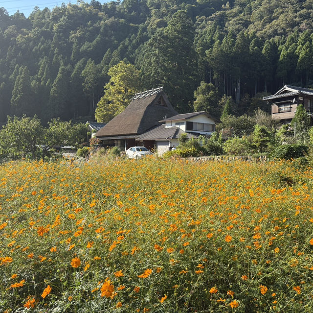 Miyama folk museum (Thatched-roof houses)