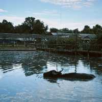 Buffalo Village หมู่บ้านอนุรักษ์ควายไทย