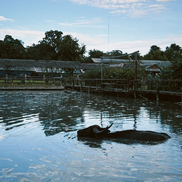 Buffalo Village หมู่บ้านอนุรักษ์ควายไทย