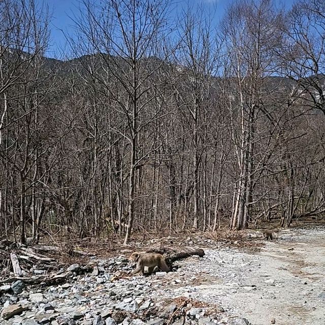 上高地開山四月，雪景與野猴的邂逅。