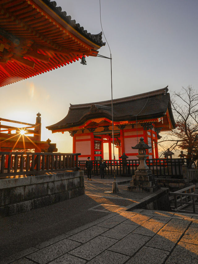 【京都🇯🇵】真っ赤な紅葉を夕暮れ時に