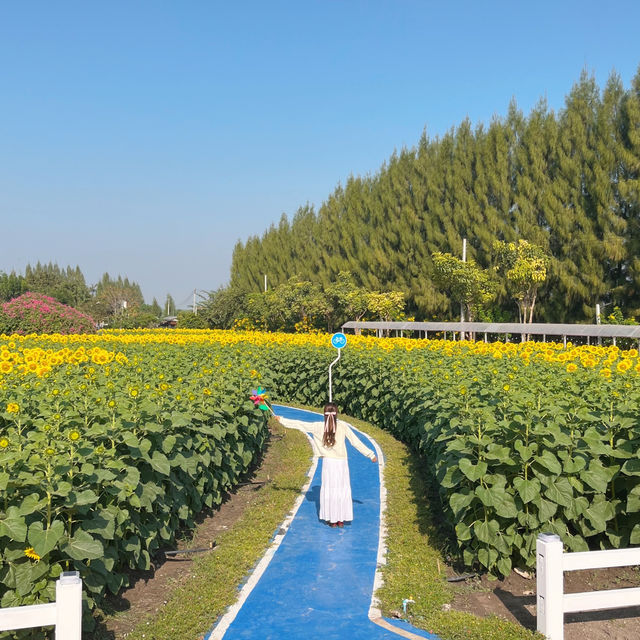 🌻ทานตะวันบานแล้วที่กาญจนบุรี