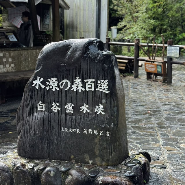 Walking Into the Mystical Forests of Yakushima !