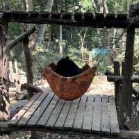 ตาดกวางสี Beauty of Luang Prabang