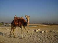 Fun Camel Ride at the Pyramids of Giza🐫