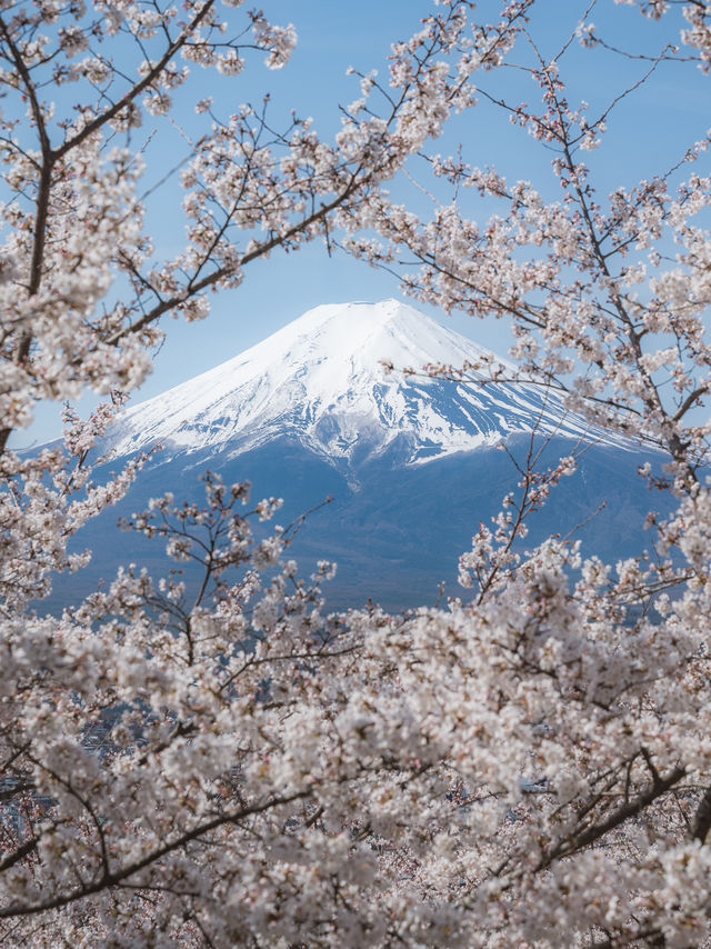 จุดชมซากุระสุดสวยที่เจดีย์ชุเรโตะ 🌸