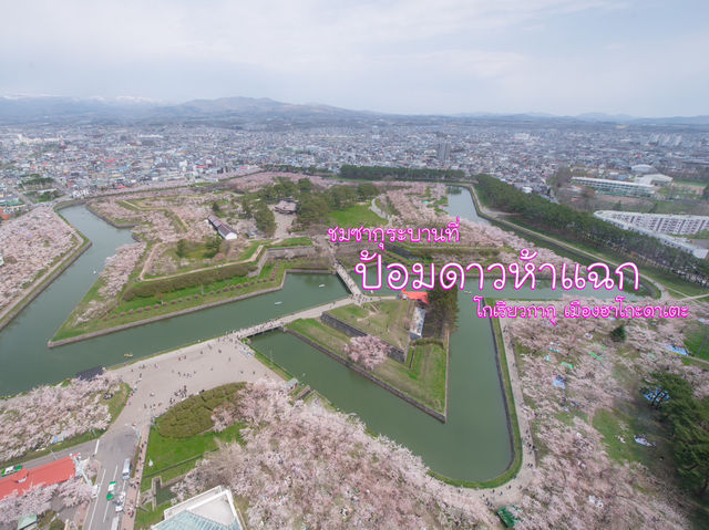 พลาดไม่ได้ ชมซากุระสุดสวยที่ป้อมดาวโกเรียวกากุ 🌸