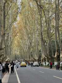 Beautiful Wutong Road in Nanjing