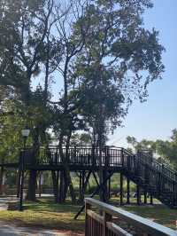 桃園 大溪 落羽松公園  秋冬轉瞬之美
