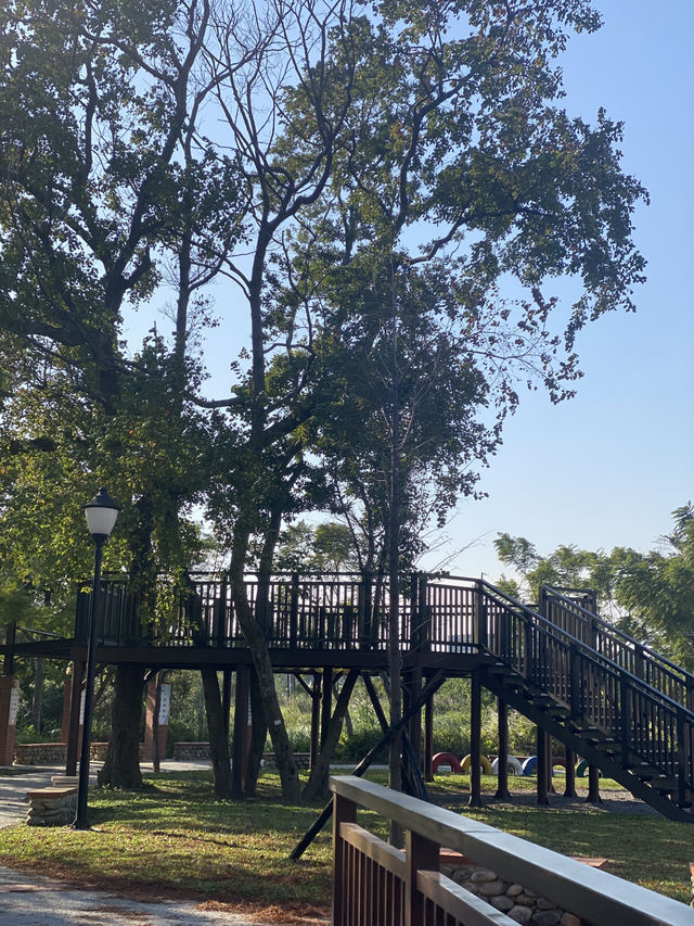 桃園 大溪 落羽松公園  秋冬轉瞬之美