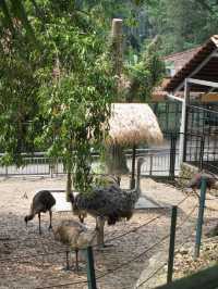 Colorful Paradise in the Heart of Malaysia: KL Bird Park