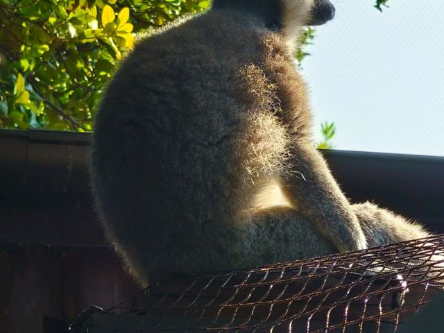 神戶動物王國