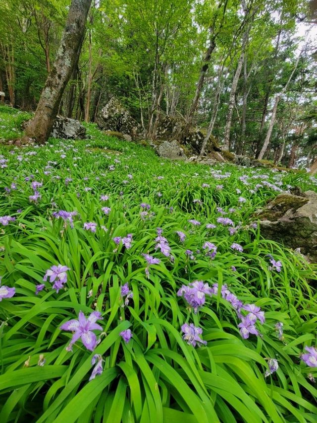 【ヒメシャガの群生地】