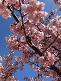 【伊豆×初春の旅】初春のお花見 はやっぱり河津