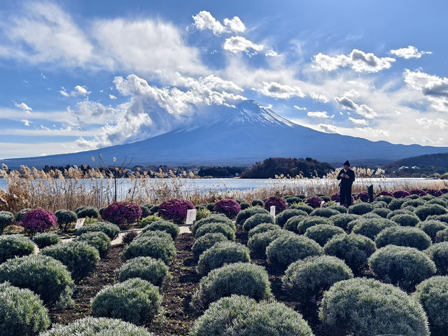 河口湖賞花好地方