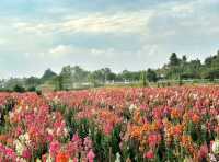 I Love Flower Farm