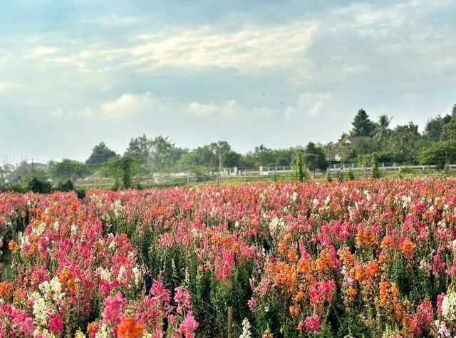 I Love Flower Farm
