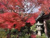 A Symphony of Colors — The Okochi Sanso Villa in Arashiyama