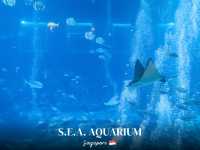  S.E.A. Aquarium 🐠🌊🇸🇬