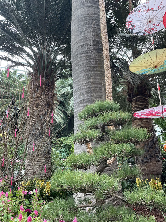 🇸🇬 Spring Blossom in Flower Dome Singapore 