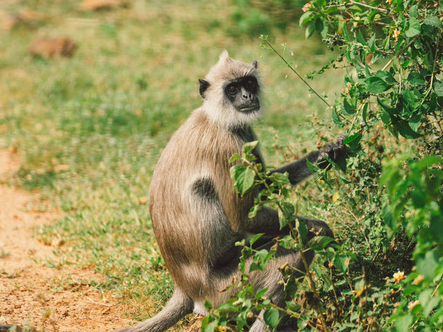 A Full-Day Safari in Yala National Park