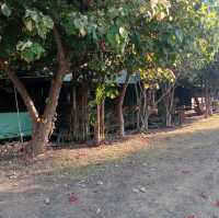 เลาะดอน นอนนา