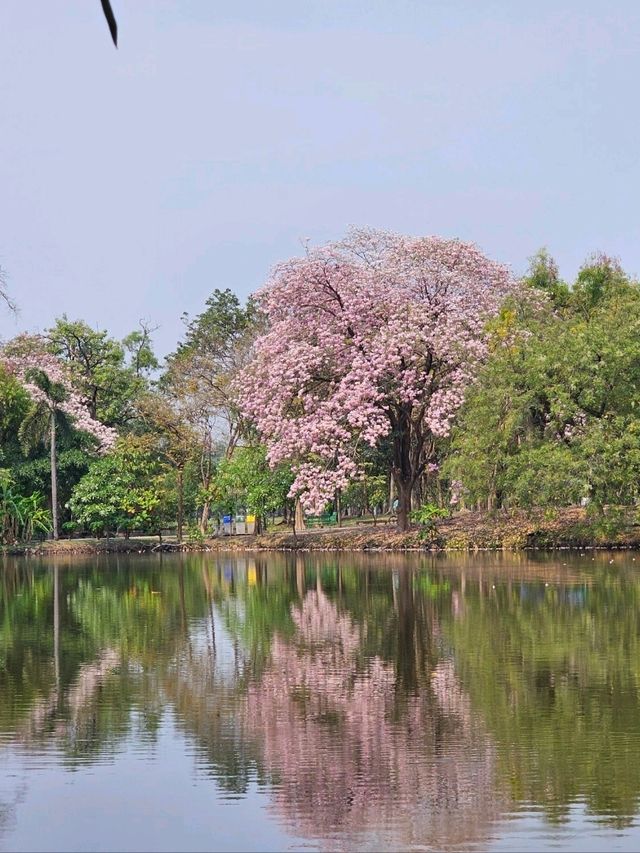 สวนรถไฟในวันที่ดอกไม้บาน