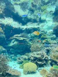 沖繩必去景點🐳美麗海水族館🐬🐠