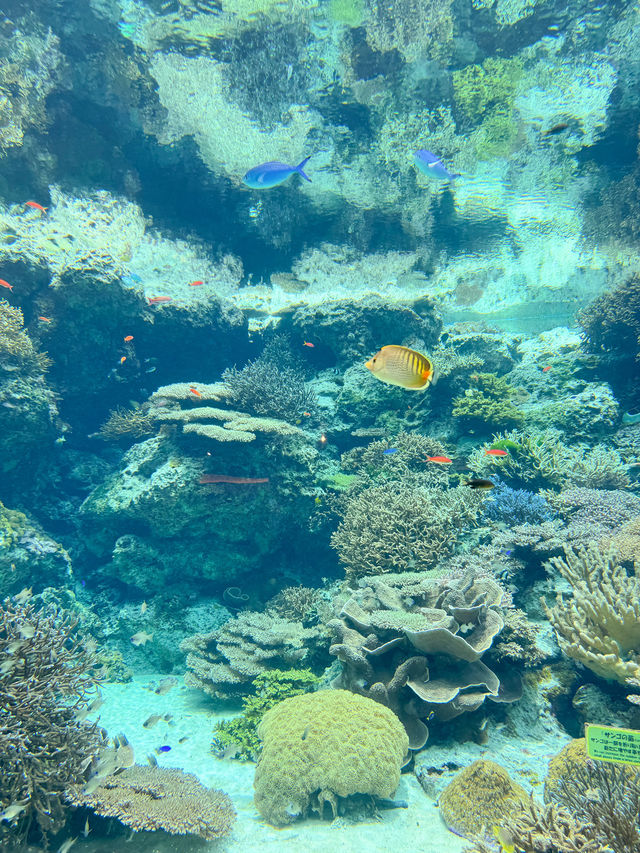 沖繩必去景點🐳美麗海水族館🐬🐠