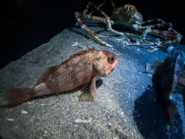 【鹿児島県】 桜島を眼前に仰ぐロケーション抜群の水族館『いおワールドかごしま水族館』