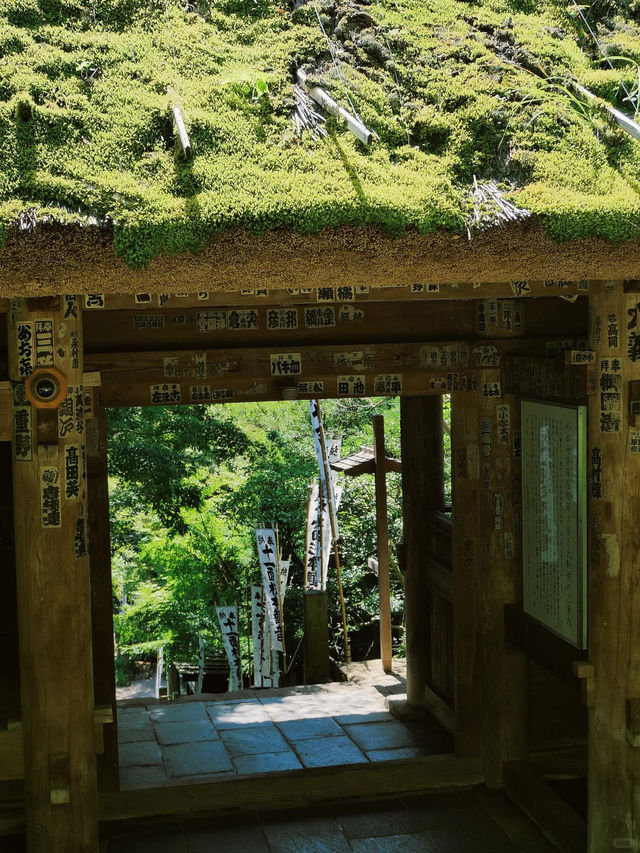 景點推薦：東京近郊・鎌倉報國寺——靜謐竹林中的禪意世界