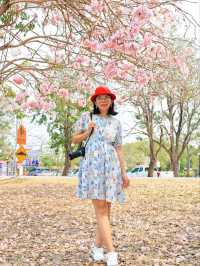 ชมดอกชมพูพันธุ์ทิพย์ ม. เกษตร กำแพงแสน นครปฐม
