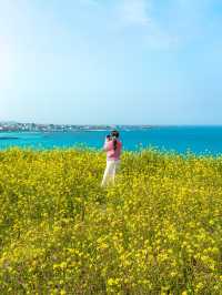 다가오는 봄 제주 유채꽃 명소 Best 6