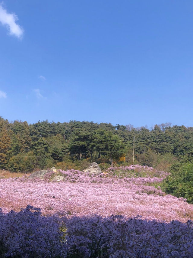 개미취꽃
