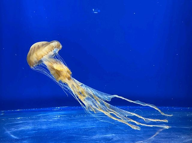 桃園 Xpark沉浸式水族館，探索奇幻海洋世界