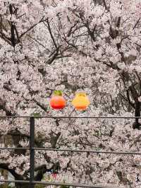 부산 벚꽃뷰 테라스 카페🌸