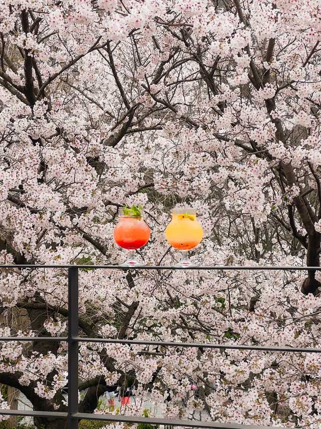 부산 벚꽃뷰 테라스 카페🌸