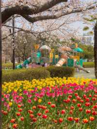 벚꽃&튤립을 함께 볼 수 있는 호수 공원🌸🌷 