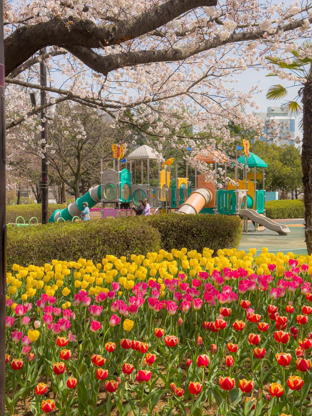 벚꽃&튤립을 함께 볼 수 있는 호수 공원🌸🌷 